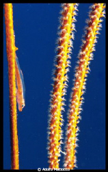 Acrobat Blenny on whip coral by Adolfo Maciocco 